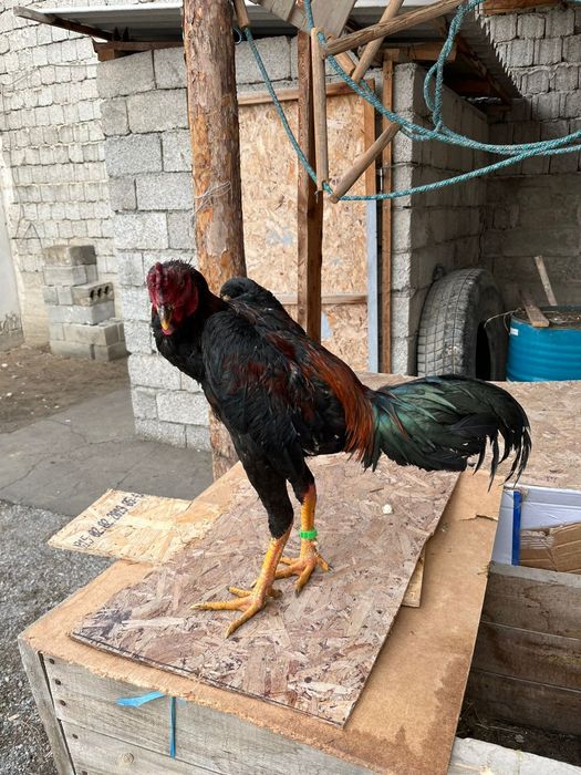 Бойтсовые даканы