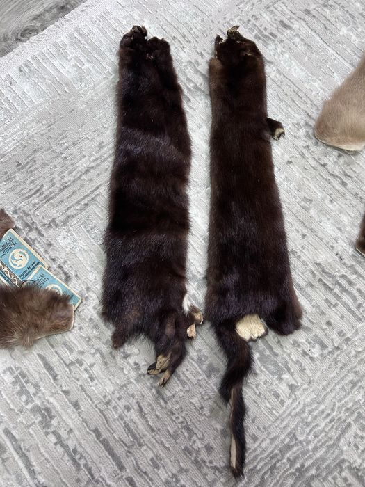 Соболь и Норка продается