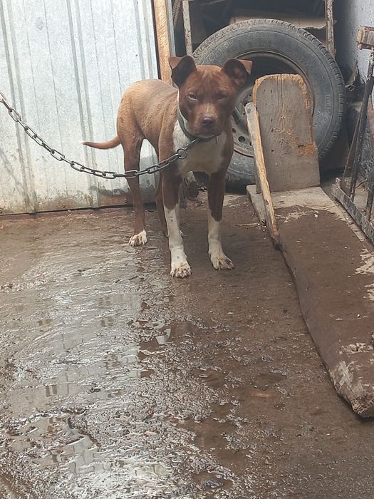 Продам пита сука