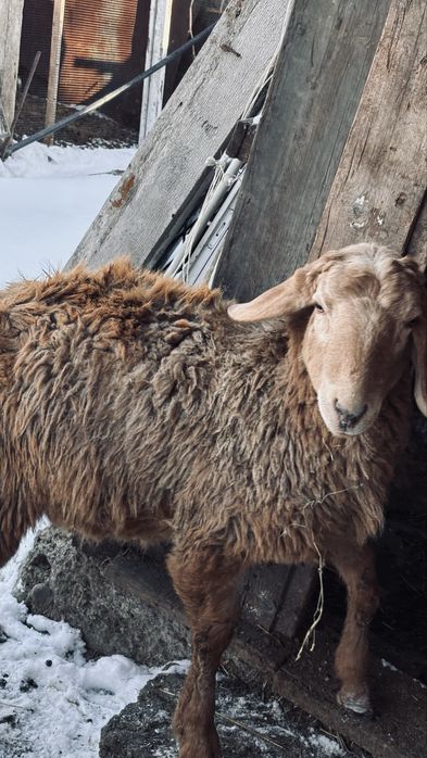 Қошқарлар  сатылады