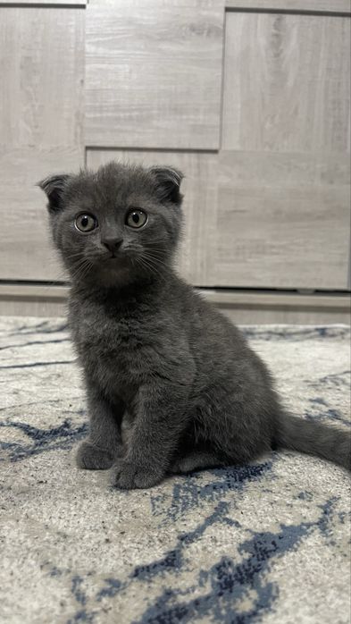 Отдам котёнка в добрые руки. Mushukchani mehribon qo‘llarga beramiz