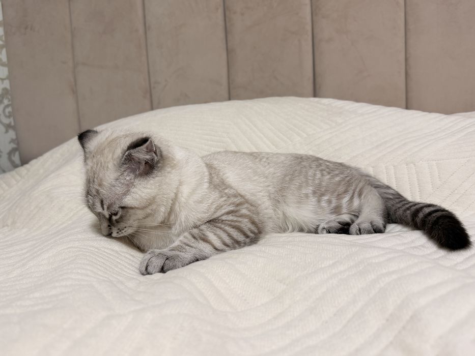 Продается  вислоухий ласковый котенок