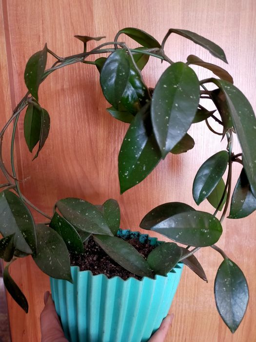 Комнатные растения продам