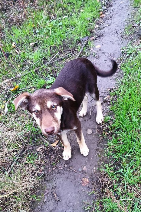 Donez pisici și căței