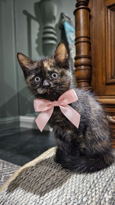 Котята в надёжные руки
