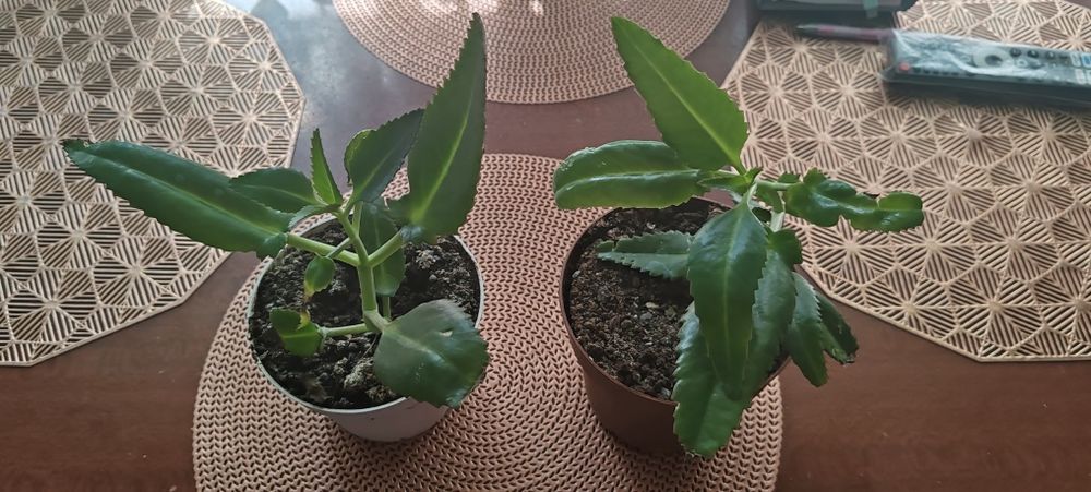 Продам недорого.цветок Каланхолия