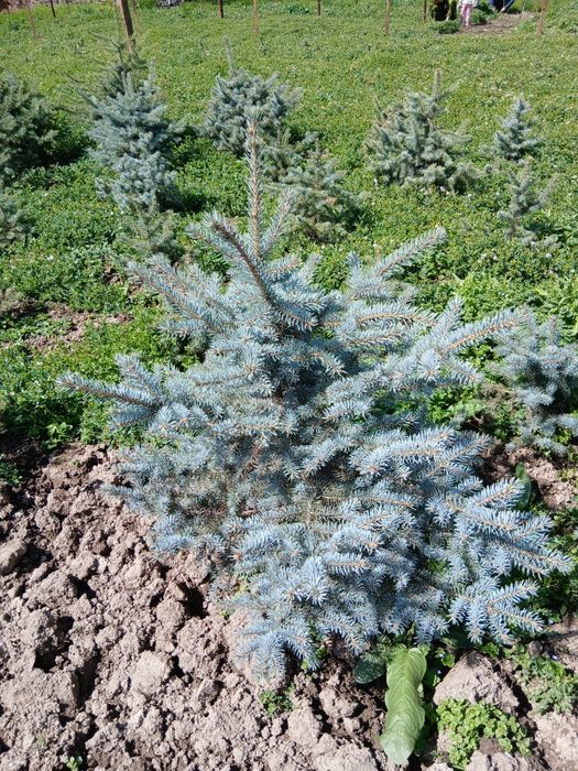 Archa (Голубой ел)