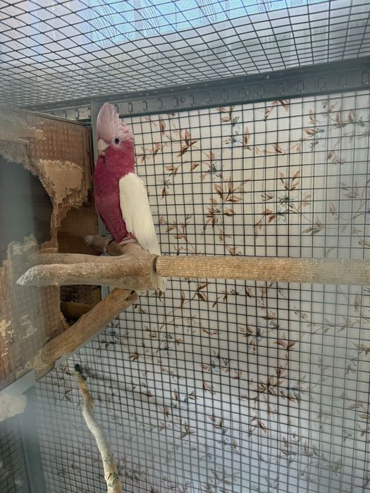 Vând papagal Roza KaKadu Lutino