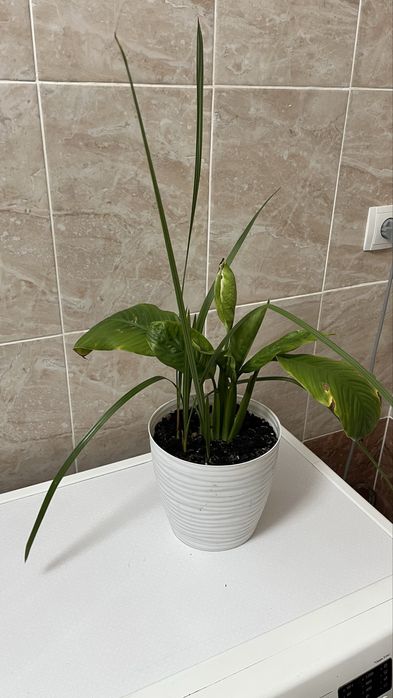 Домашние растения