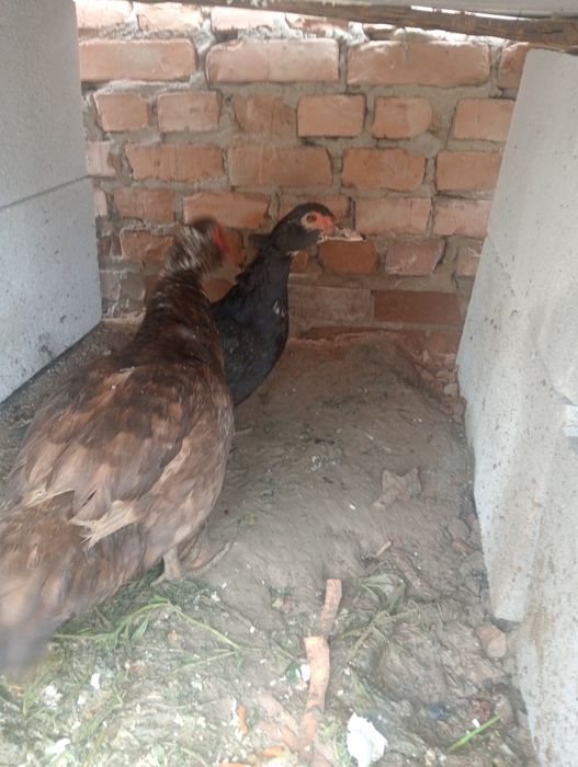 Индоутка селезный, молодые яйцо несут.