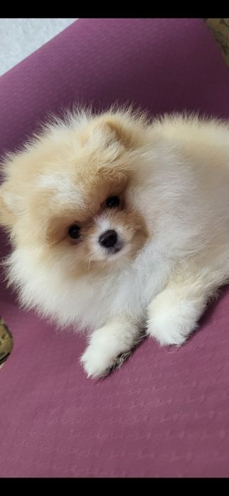 Щенки немецкого шпица