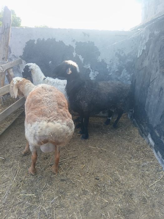 Продам кошкаров курдючных.