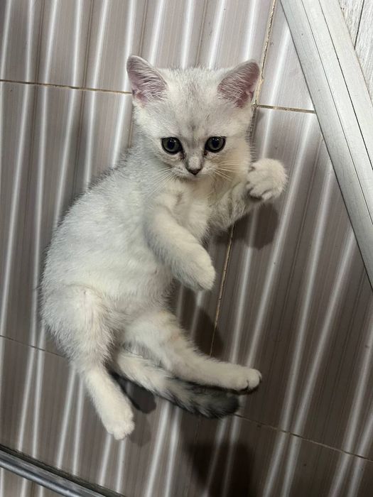 Shinshilazotli mushuk