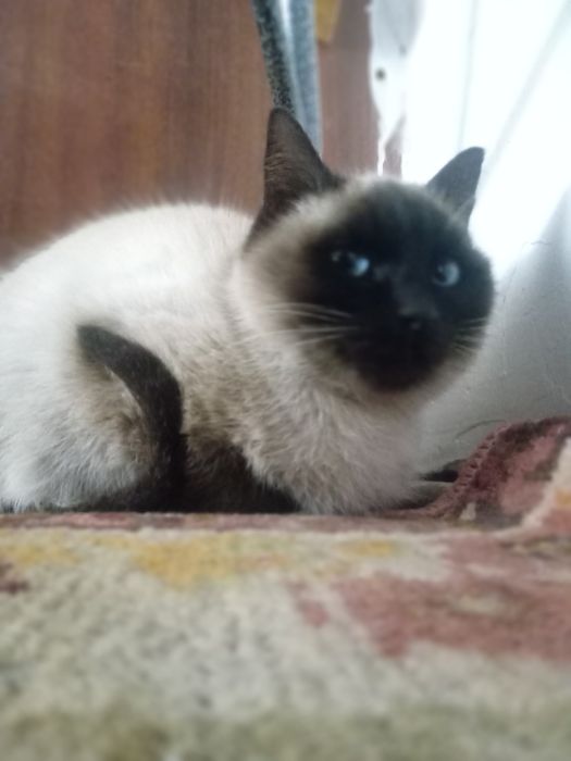 Siam mushugi hali yosh