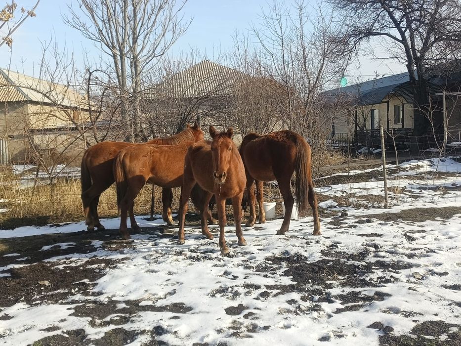 Биелер екі үш туған