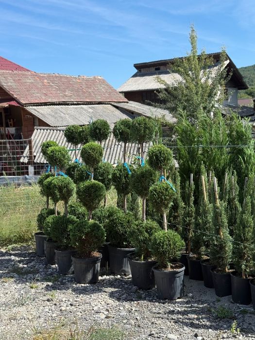 Maslin bonsai leylandii evunimus mesteacan tei platan photinia