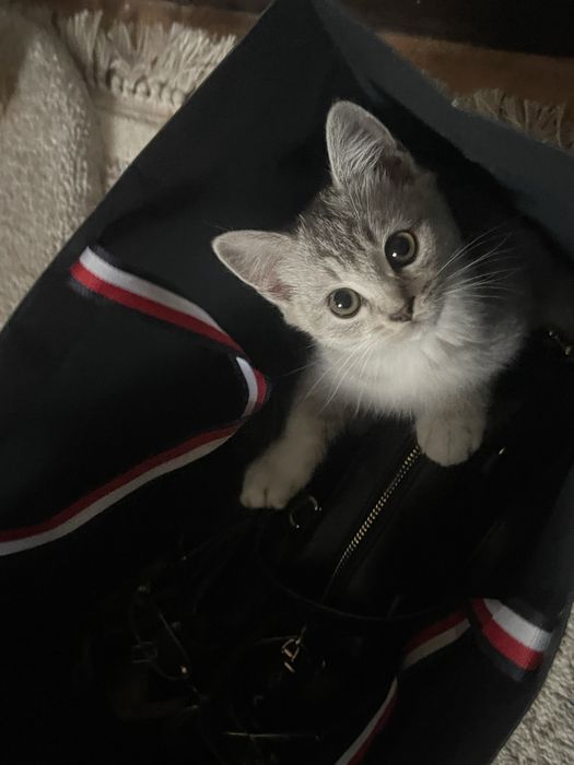 Котенок 2,5 месяца