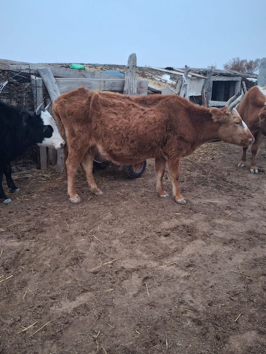 Сиыр,қашар,баспақтар саудасы бар