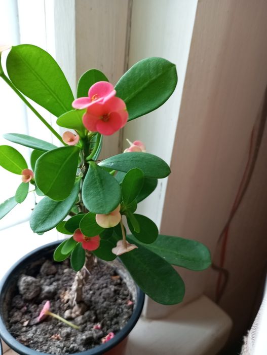 Комнатные цветы продам