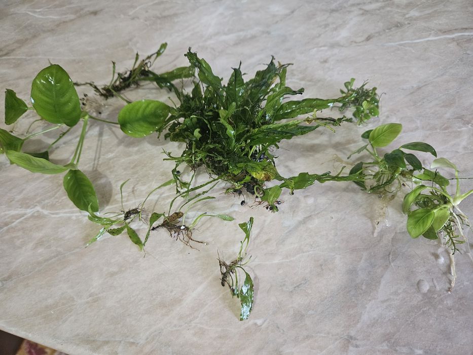 Plante acvariu, anubias plus altele.