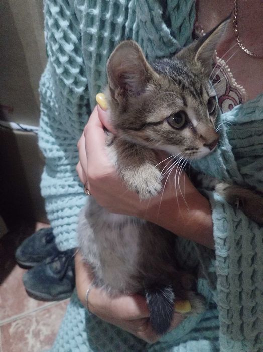 Котёнок девочка в хорошие руки