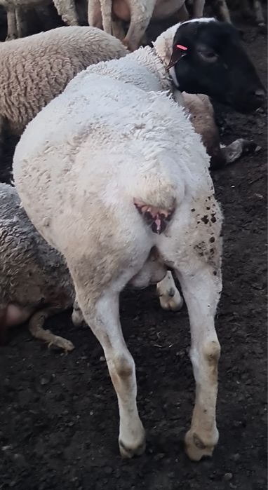 Oaie și mioara Dorper