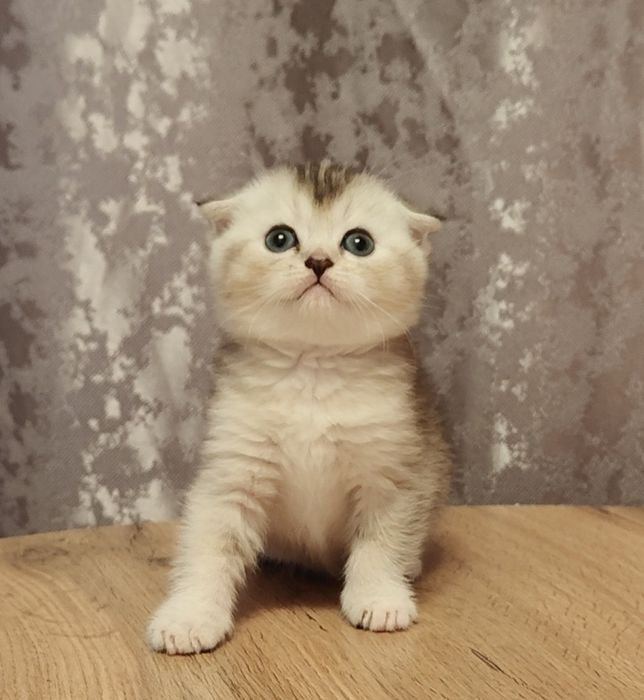 Фолды Котята Тикированые мальчик и девочка
