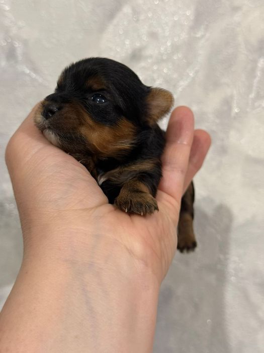 Йоркширские терьеры щенки