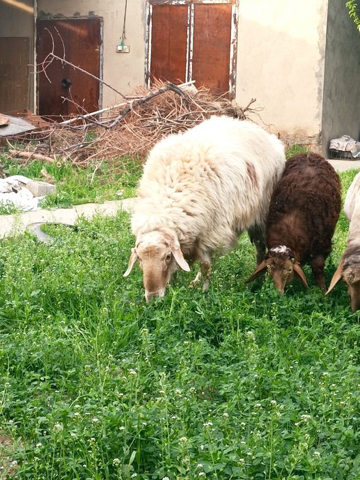 Кошкар 2 жас семыз