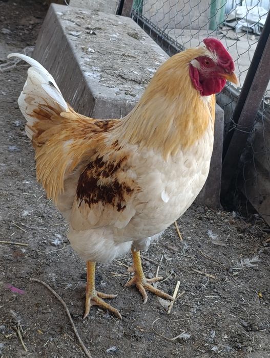 Петух Ломан Браун