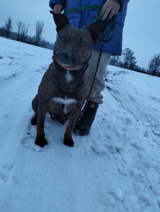 Ищет дом породистый пёс!