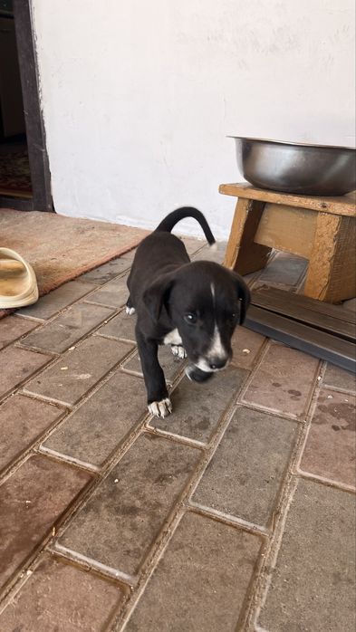 Отдам в хорошие руки шенят