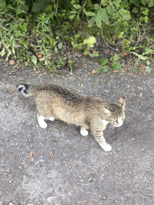 Котенок девочка в добрые руки
