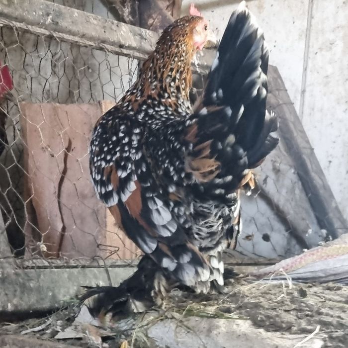 Familia de mii de flori roșu negru