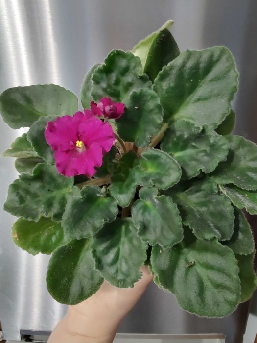 Saintpaulia Сентполия / African Violet Aфриканска теменужка / Фиалка