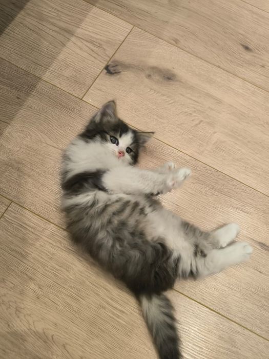 Котёнок ищет дом