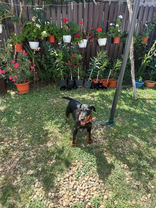 JagdTerrier German