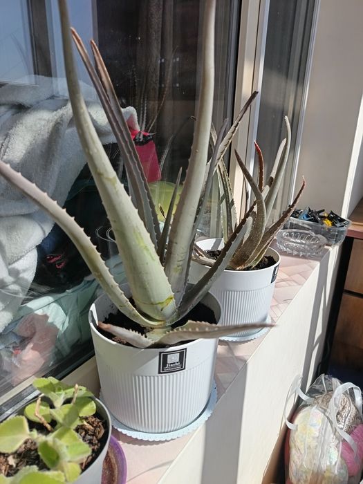 Продам алое вера