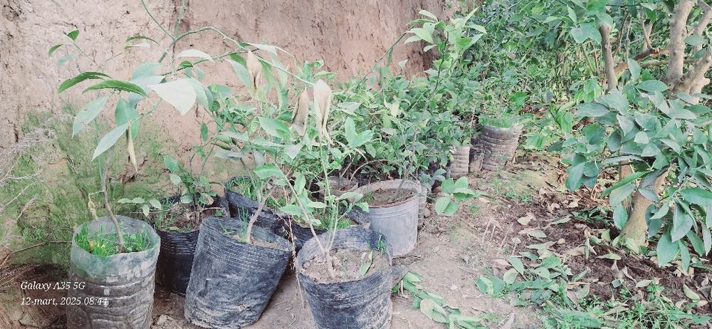 Limon kochatlar sotiladi