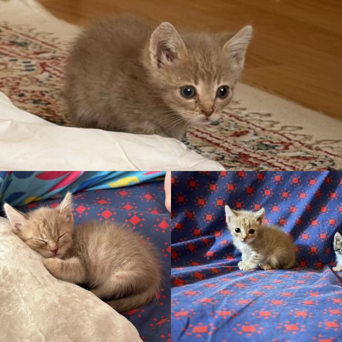 В добрые руки котенка