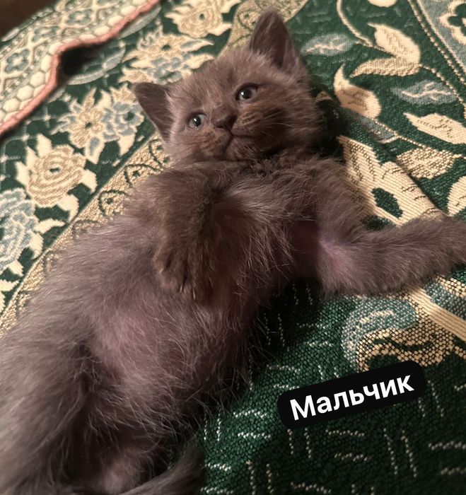 Кошечку в добрые руки