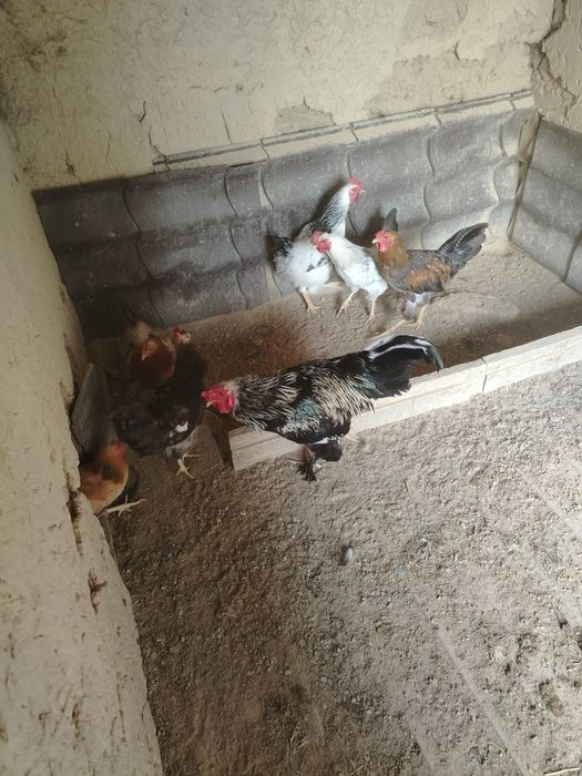 Жас қораз сатылады