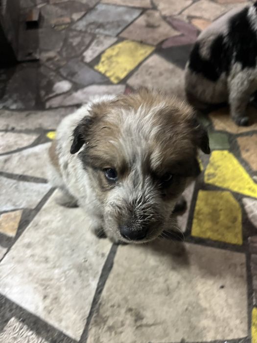 Щенки красивые, 2 месяца