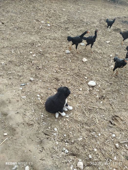 Sotiladi juja xuroz 7 oylik  manzil qashqadaryoda