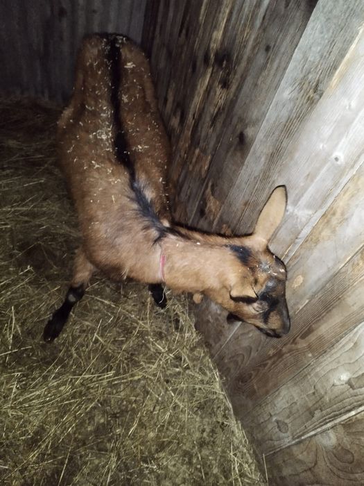 Vand capra alpina franceza pura