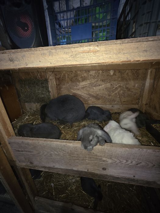 Femela berbec german, cu 6 pui
Puii au varsta de 1 luna
Mai multe de