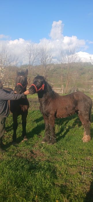 Manji de un an de vanzare