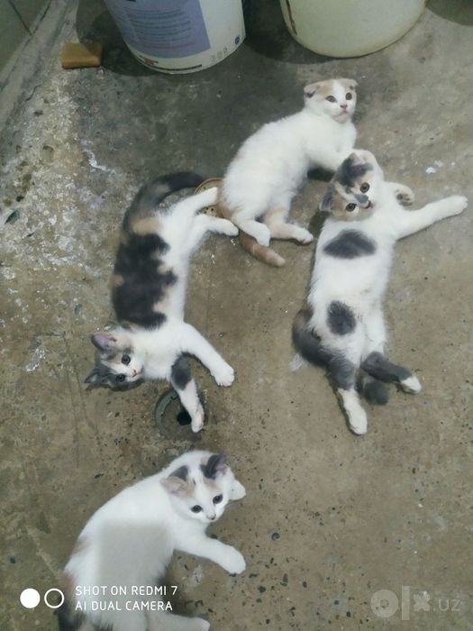 Mushukchalar sotiladi parodiyali