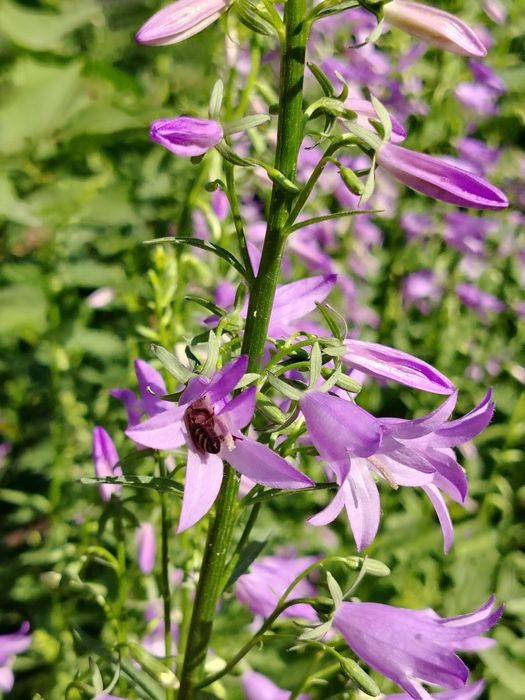 Рассада английской голубой аквилегии, матрикарии. вероники