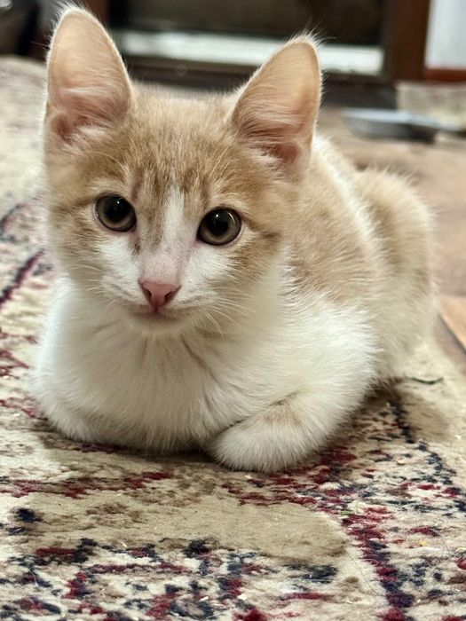 Отдам бесплатно кошка